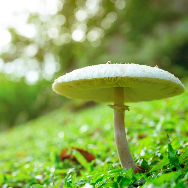 False parasol mushroom growing the lawn should be avoided.