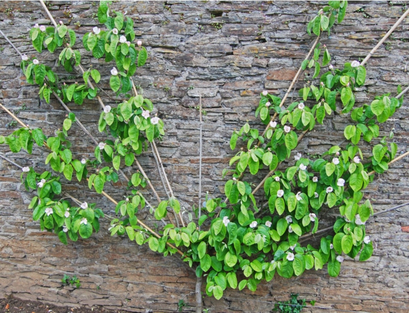 Fanned structure Here is an espalier tree that is created in a fanned shape.