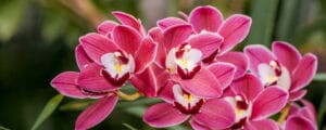 Cymbidium Comprehensive Guide