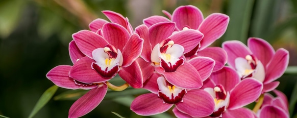 red pink cymbidium growing in nature