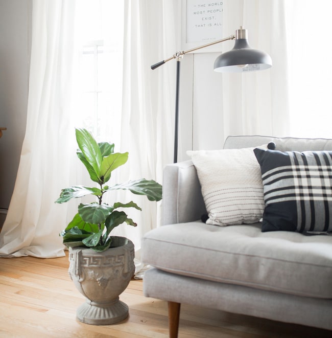 FIddle leaf fig makes a great design piece in any room. 