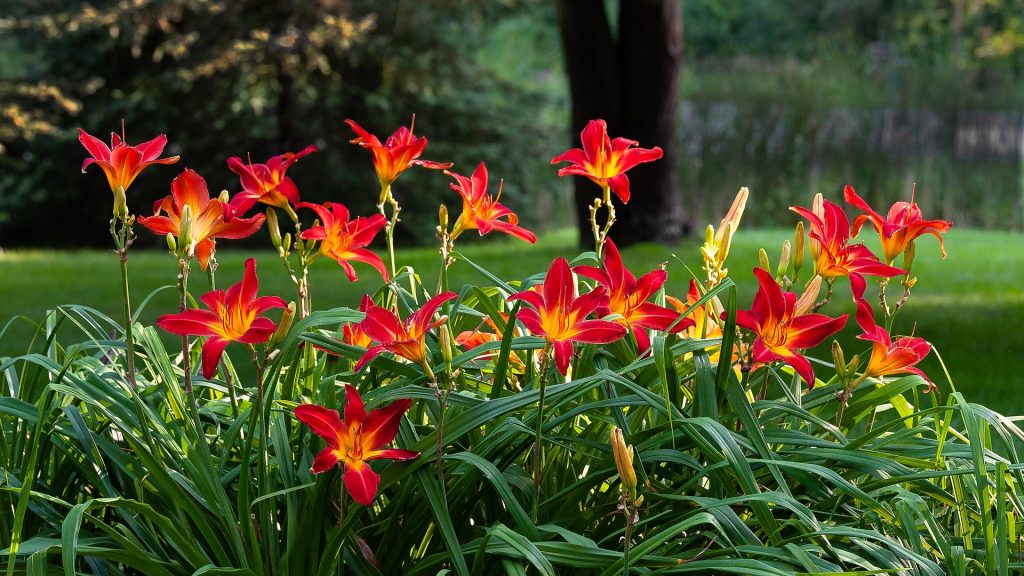 fertilizer daylilies Healthy daylilies require proper fertilization, sun and water