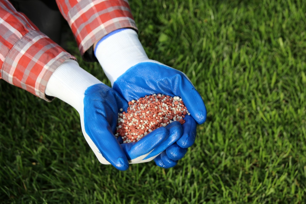 A person wearing blue gloves is holding red and white granular fertilizer in his or her hands