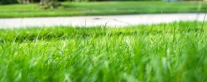 Healthy fescue lawn