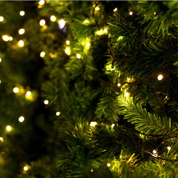 Lights on a fir or spruce tree