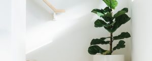 Caring for Fiddle Leaf Fig — Making it Easy with our Guide