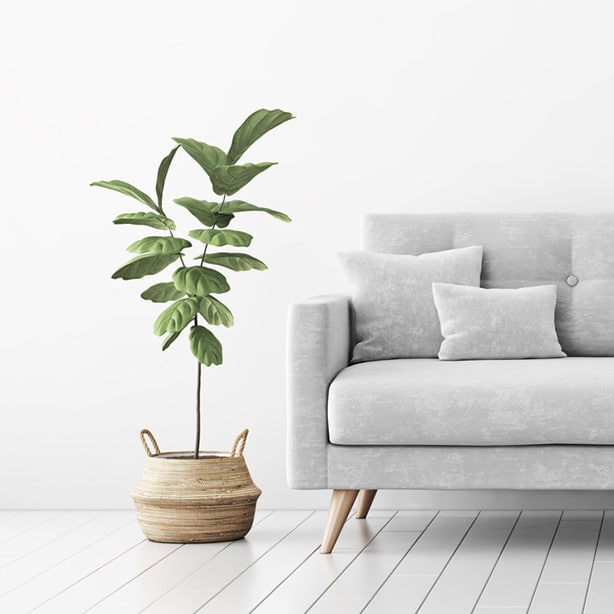 Ficus Lyrata Sofa Green foliage adds vitality and life to a neutral tone living space.