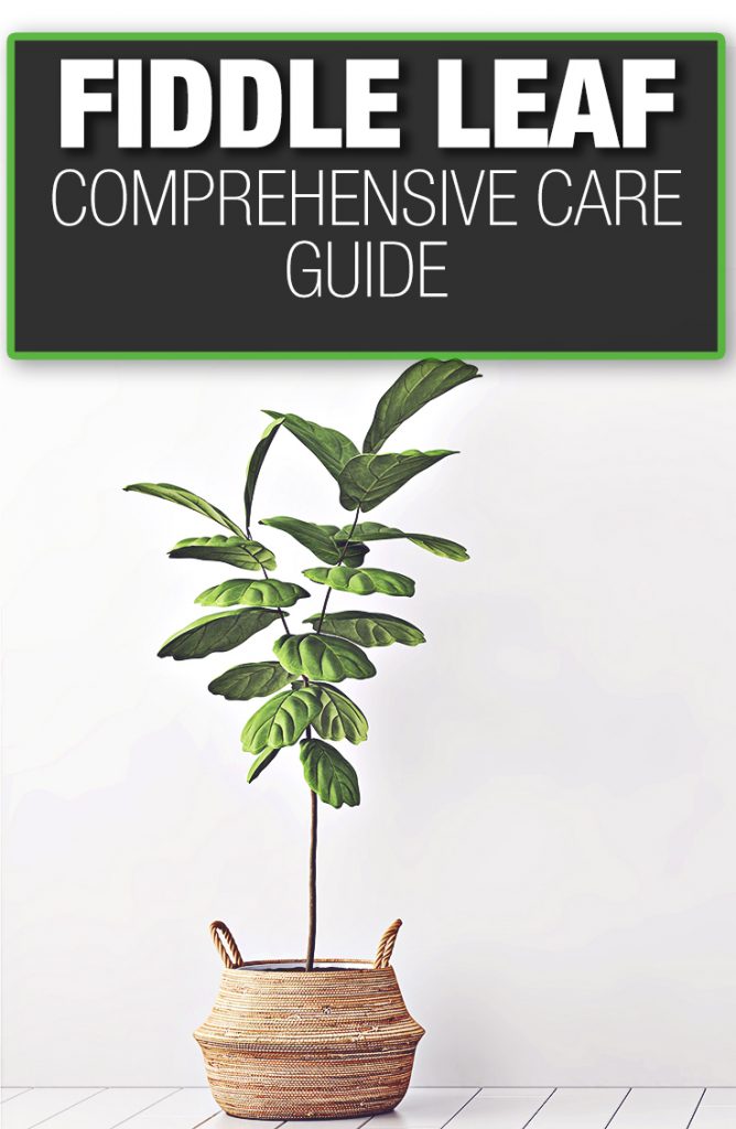 Banjo fig care guide banjo figs need proper maintenance through a guide to grow robustly