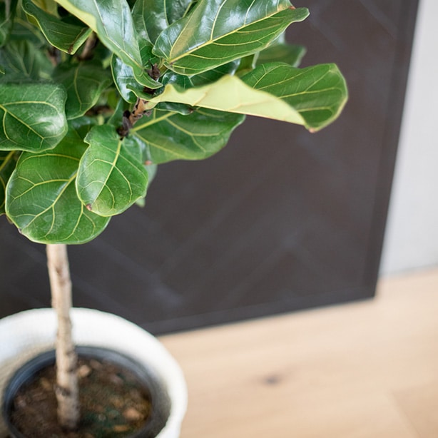 Fiddle Leaf Fig Repot ficus lyrata tree with aerated soil and clean leaves