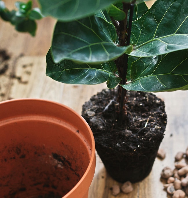 A fiddle leaf fig tree is taken out of its container ready to be repotted