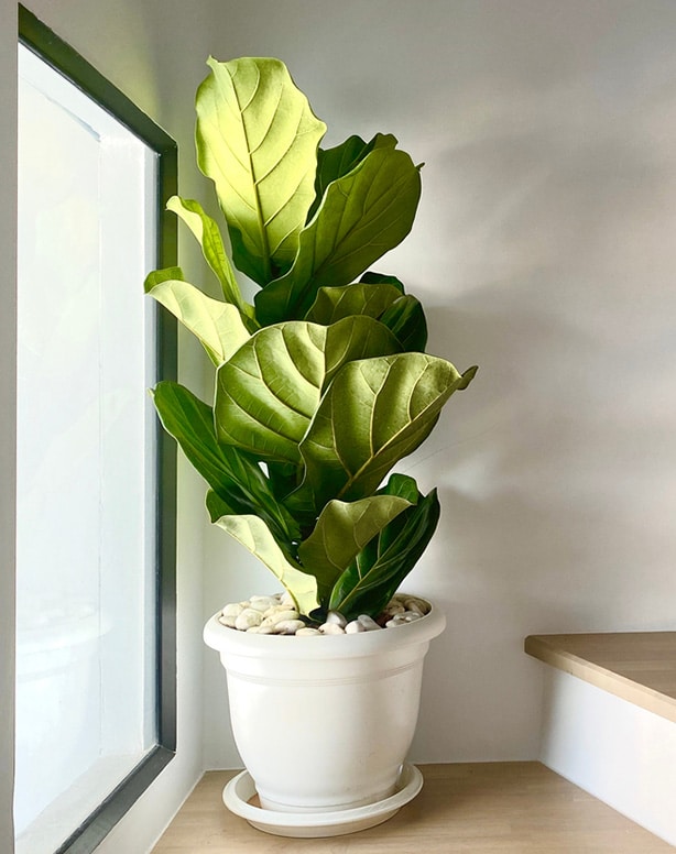 Fiddle leaf fig watering Fiddle leaf fig tree receiving appropriate watering frequencies.