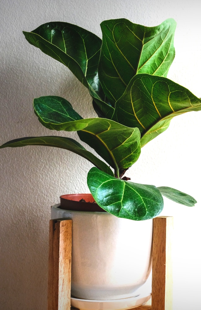 Banjo fig in Planter banjo fig tree in planter indoors