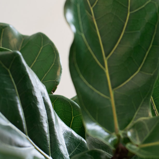 Fig tree leaves Shiny, healthy green leaves of a fig tree receiving good care.