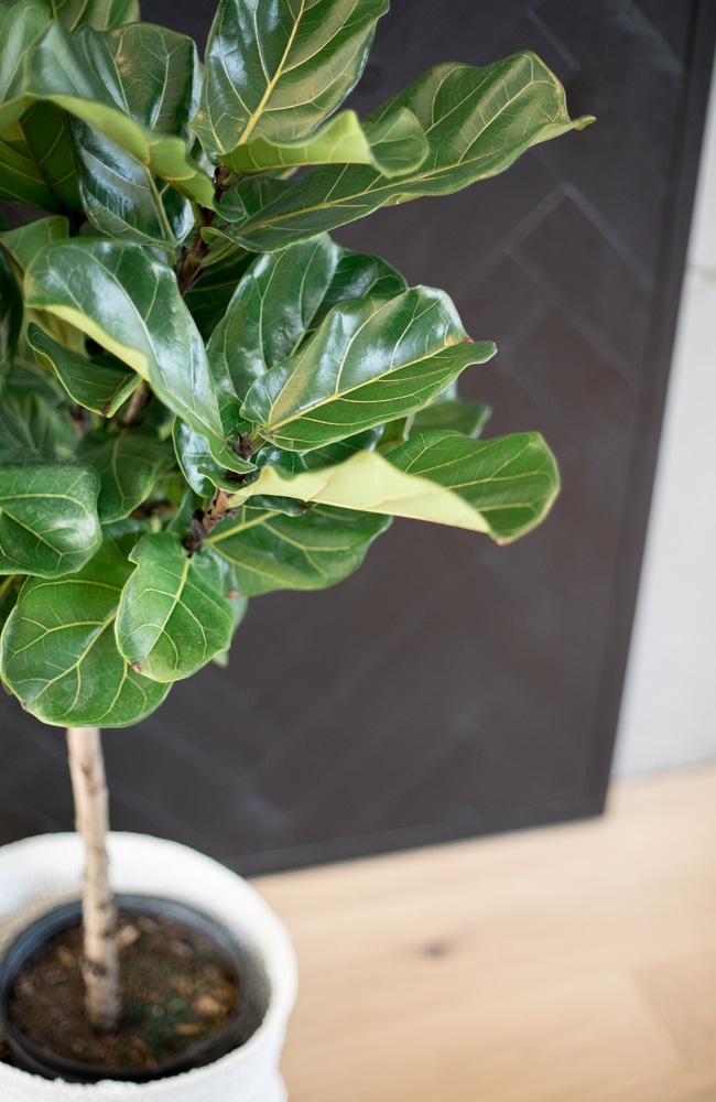 Proper fertilization has helped this banjo fig tree have green leaves