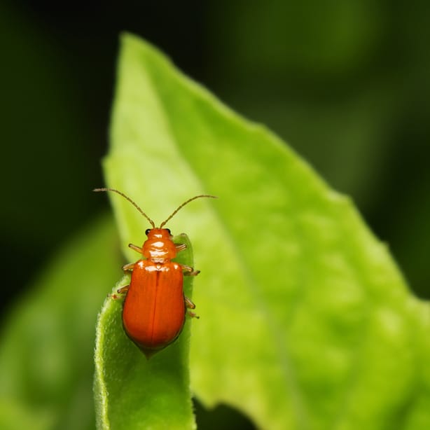 Flea beetles are a common insect that will make their homes near your plants.