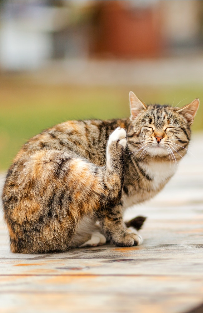 Flea can be carried by cat onto your property