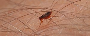 Flea can cause more damage than expected. Get rid of these pests