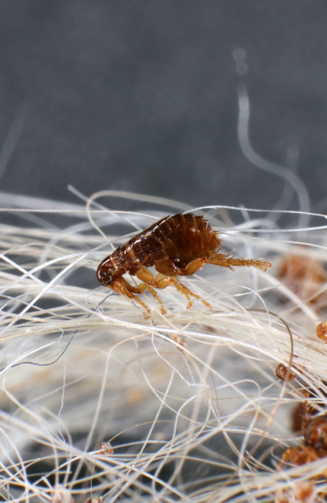 Getting rid of flea is important before they become a bigger problem