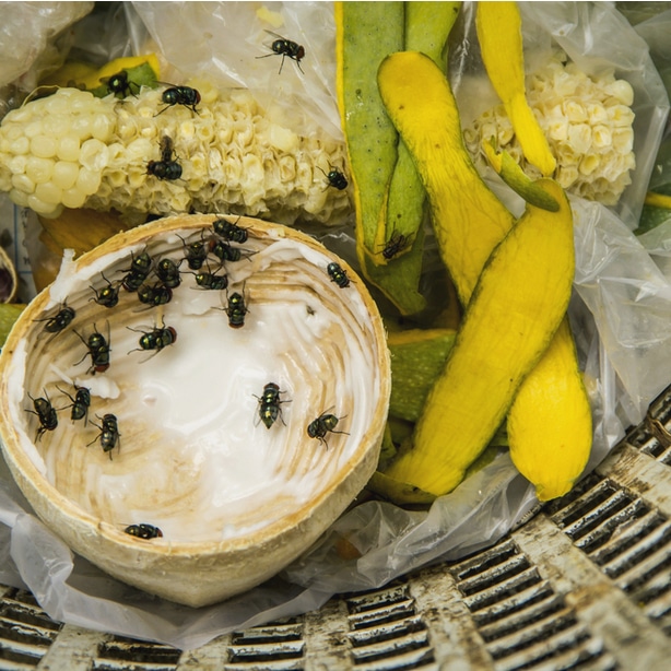 moscas alimentando-se de materiais orgânicos verdes em uma pilha de composto