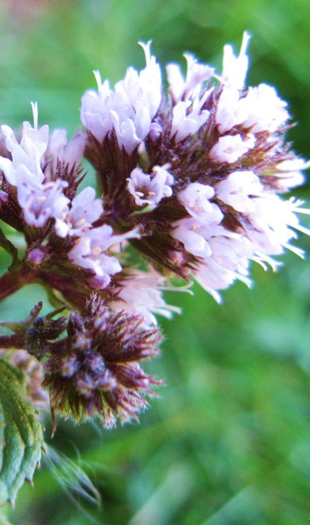 Spearmint flower about to release seeds