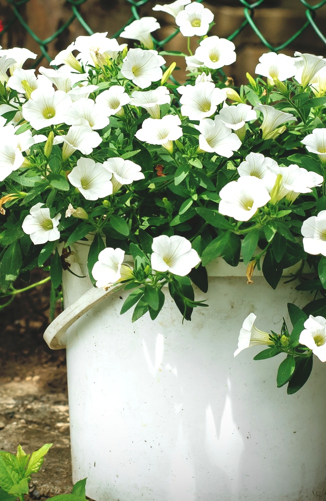 flower robust growth Robust flower growth is a result of proper watering and micronutrients