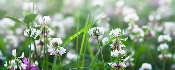 Identifying weed flowers by their colors