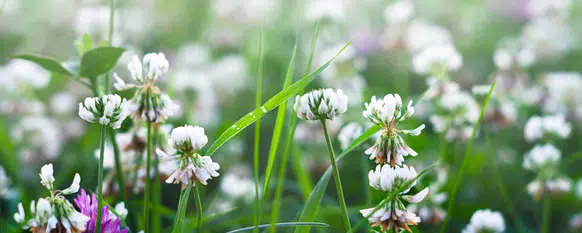 Can T Identify Weed Our Guide With Pictures