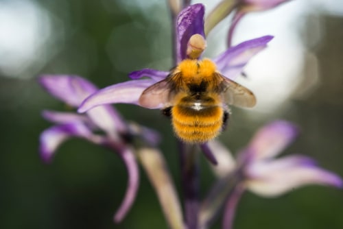 Violets can attract beneficial insects like bees.