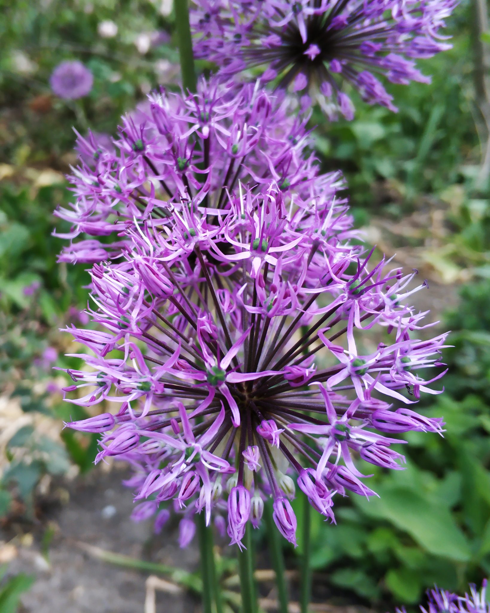 How Do Garlic Grow? Review of All the Growing Stages