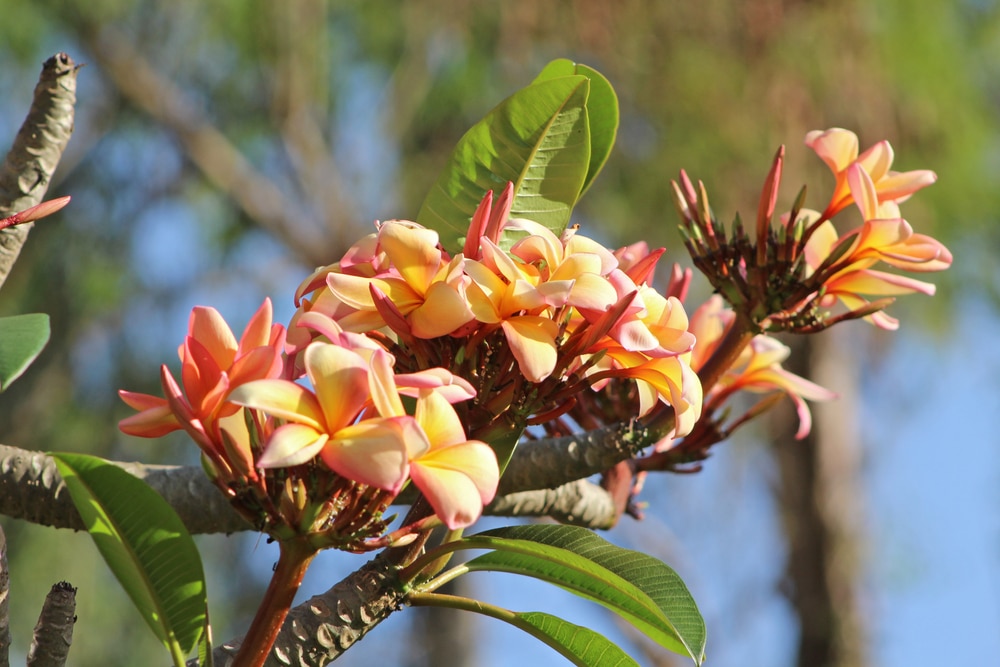 Branch with flowers growing