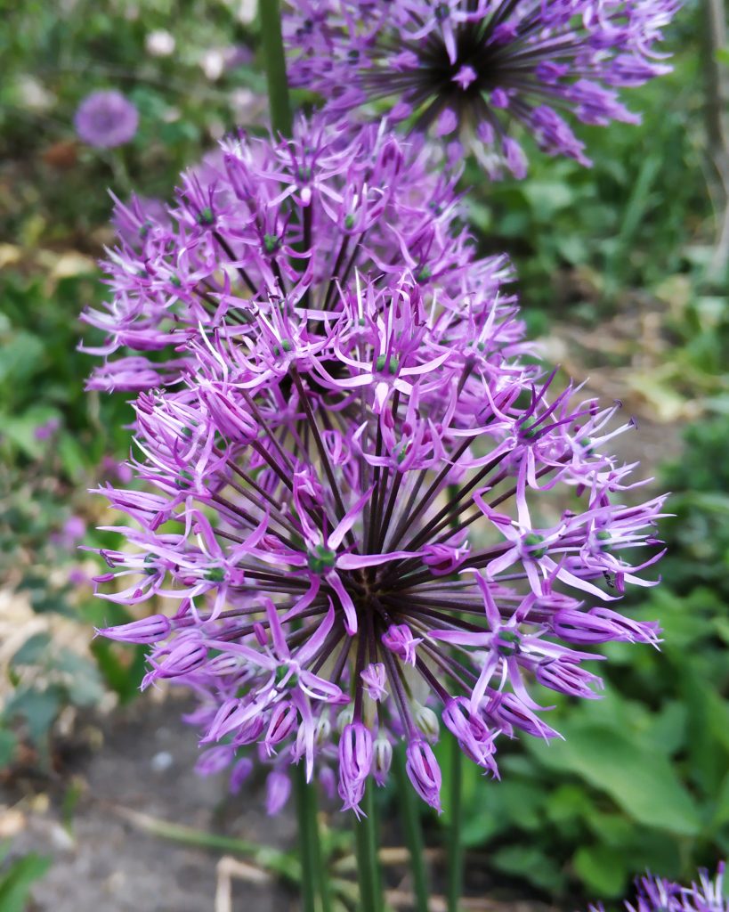 flower stage of the life cycle ready to spread its seeds