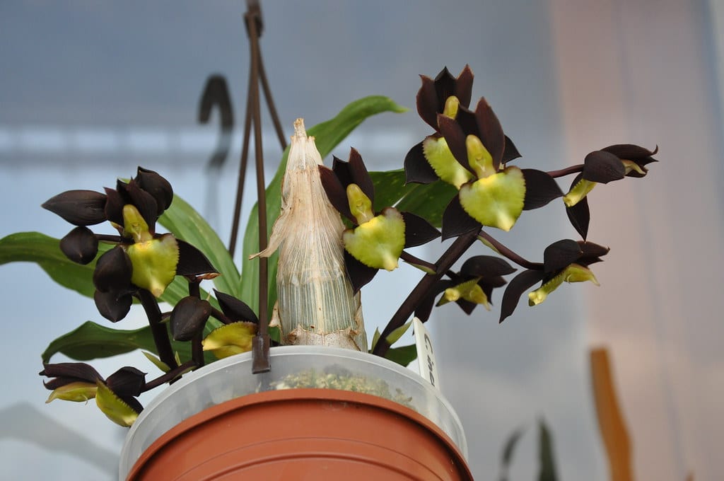 Each catasetum has a pseudobulb where the spike will originate from.