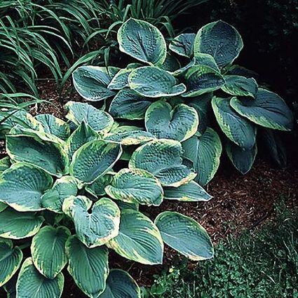 Frances williams has golden margin foliage that give it a unique appearance.