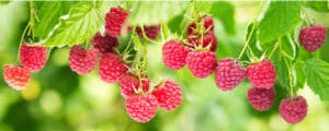 berries that are ready to be harvested after proper growth