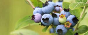 Blueberry Plant Care Guide