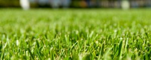 Beautifully trimmed grass with patterns