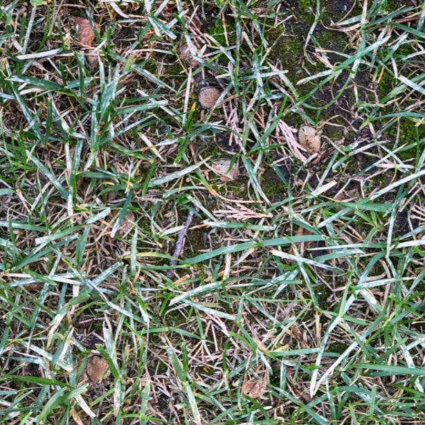 White fungus spots can be unsightly and needs to be fixed with instructions