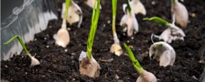 Garlic Growth Stages