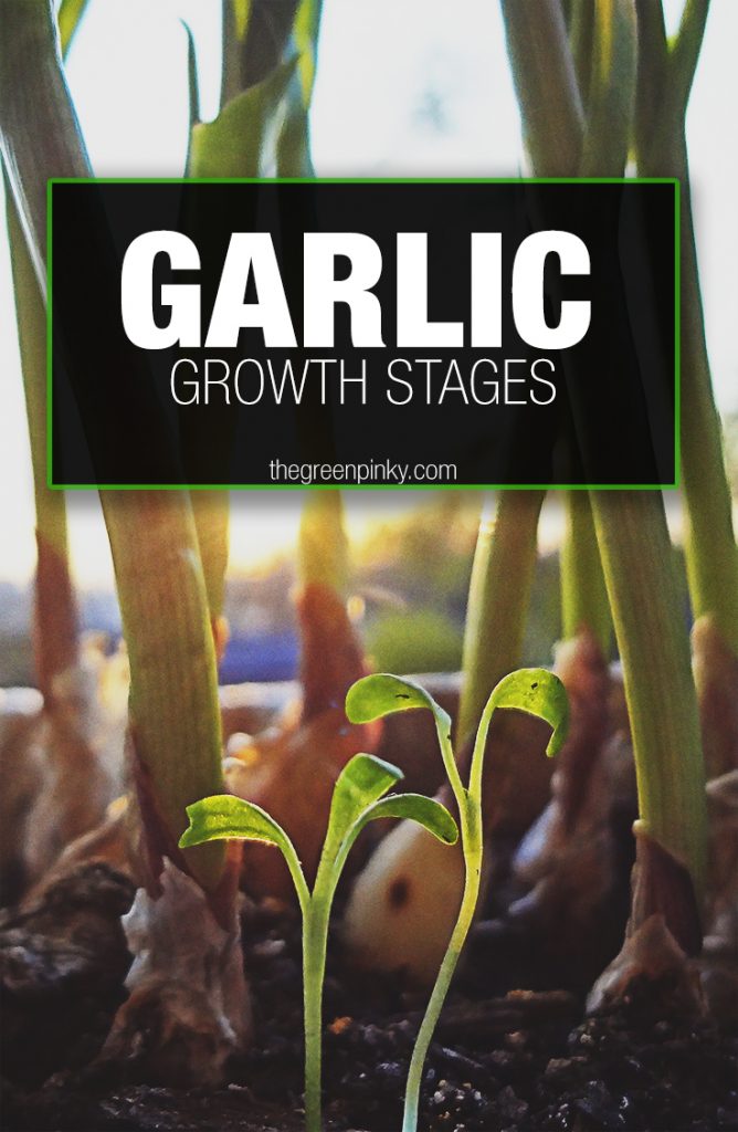 Garlic growth stages through its life cycle