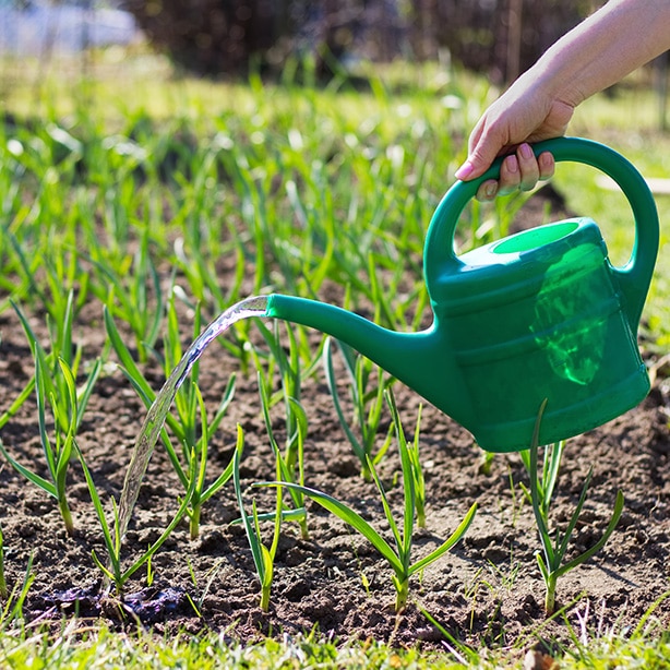 Methods of raising allium plants Watering allium plants