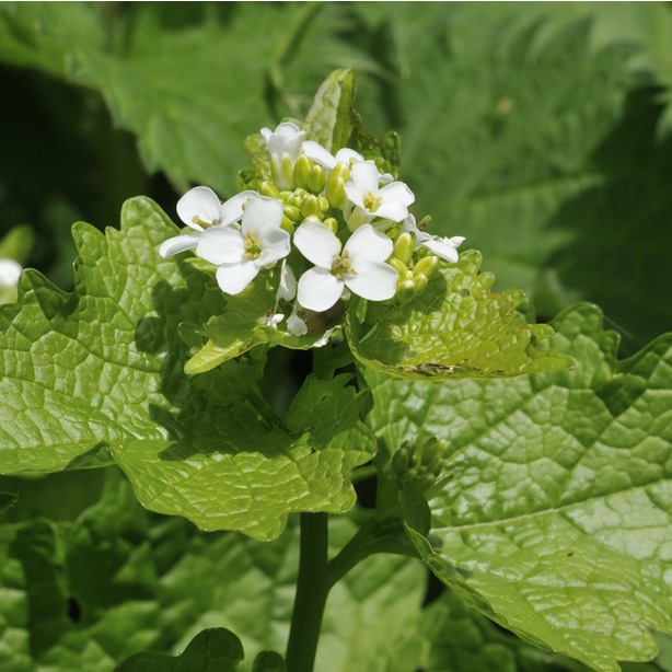 Garlic mustard tall weeds can prevent sun from reaching your lawn