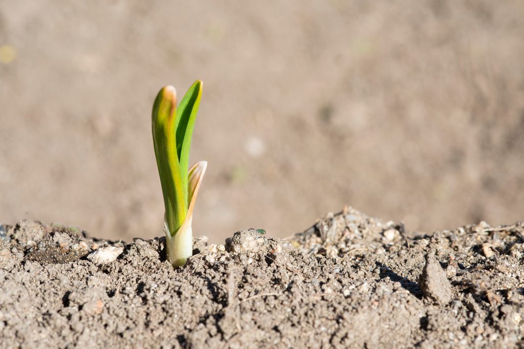 Green fronds sticking out from the soil