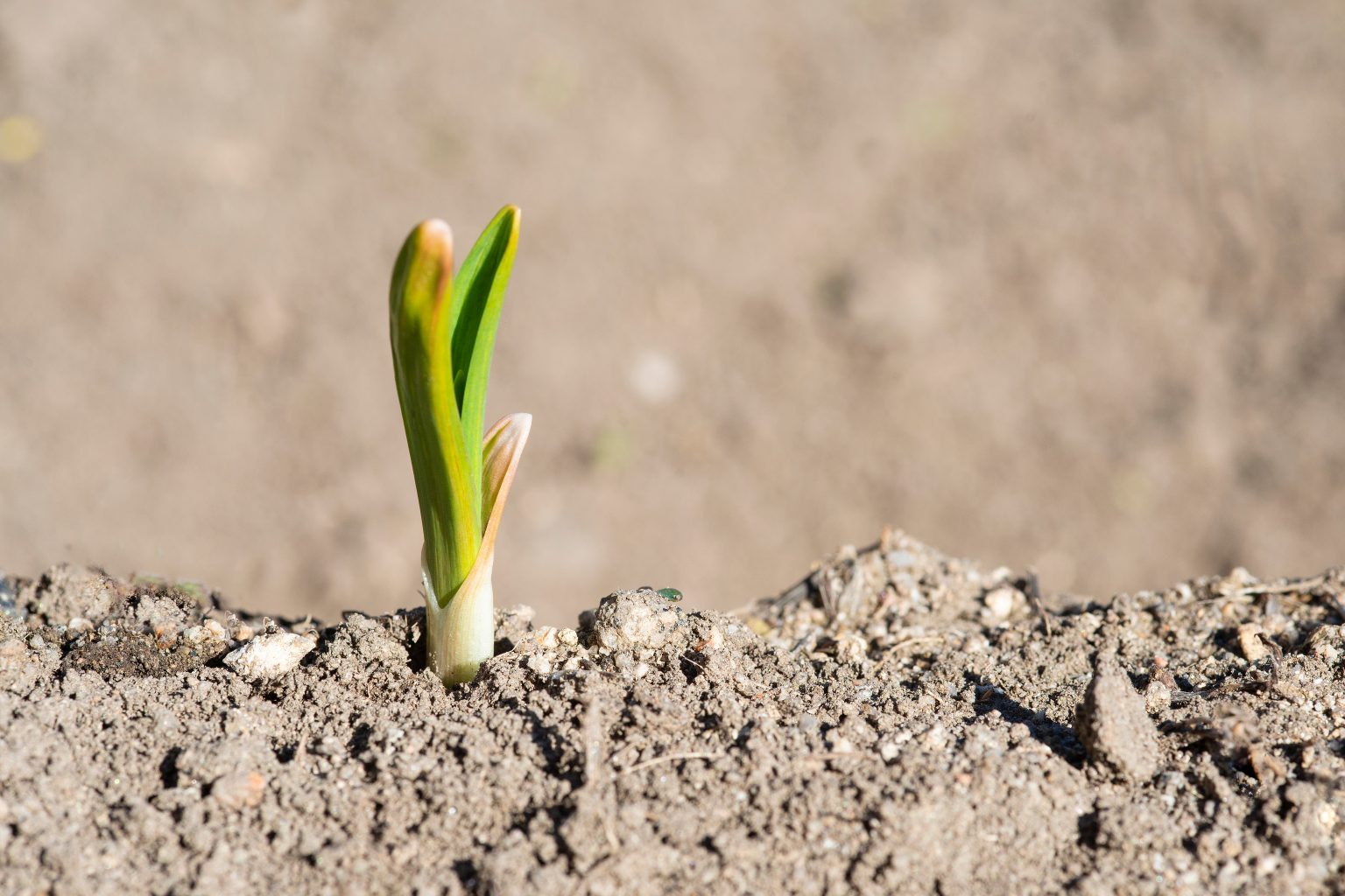 How Do Garlic Grow? Review of All the Growing Stages