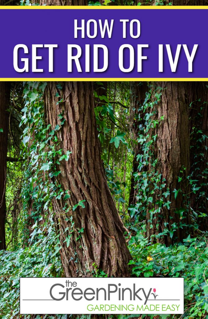 Get rid of ivy with a guide because they can be difficulty to remove without instructions