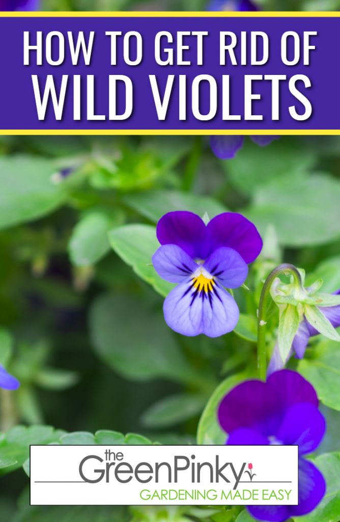 Wild violets are plants that sometimes need to be removed.