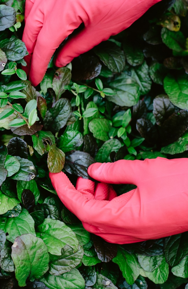 Removing poison ivy with gloves is important to prevent getting a reaction