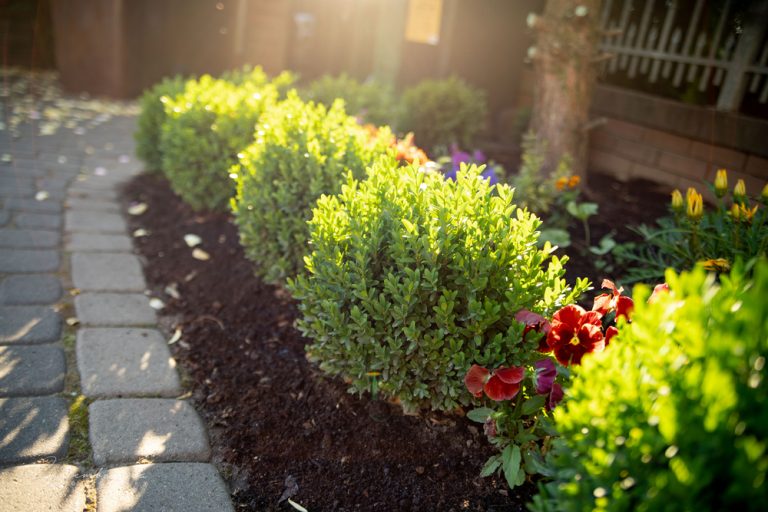 How to Plant Boxwood? — Our Guide with Tips (that Work)