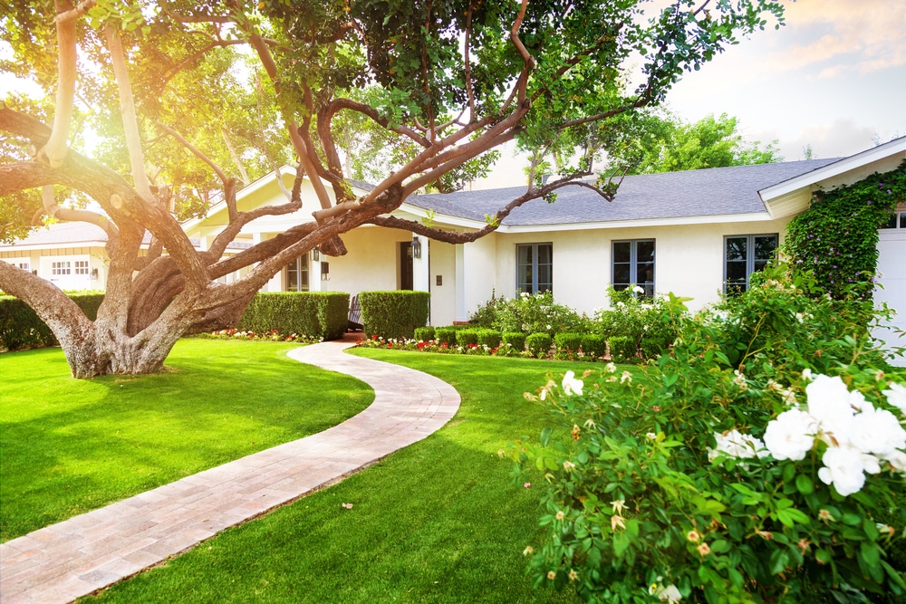 Grass in this lawn needs cutting in the morning