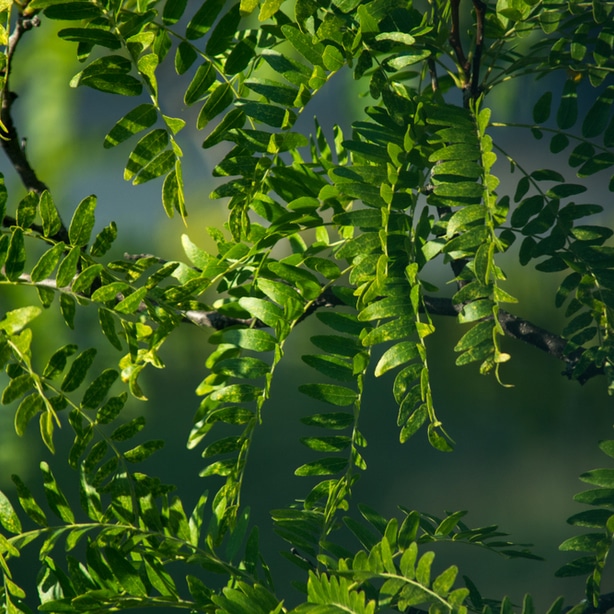 Green healthy foliage that is receiving proper sun exposure