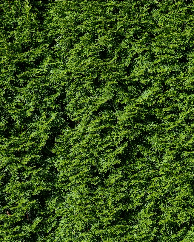 evergreen foliage with proper maintenance and pruning.